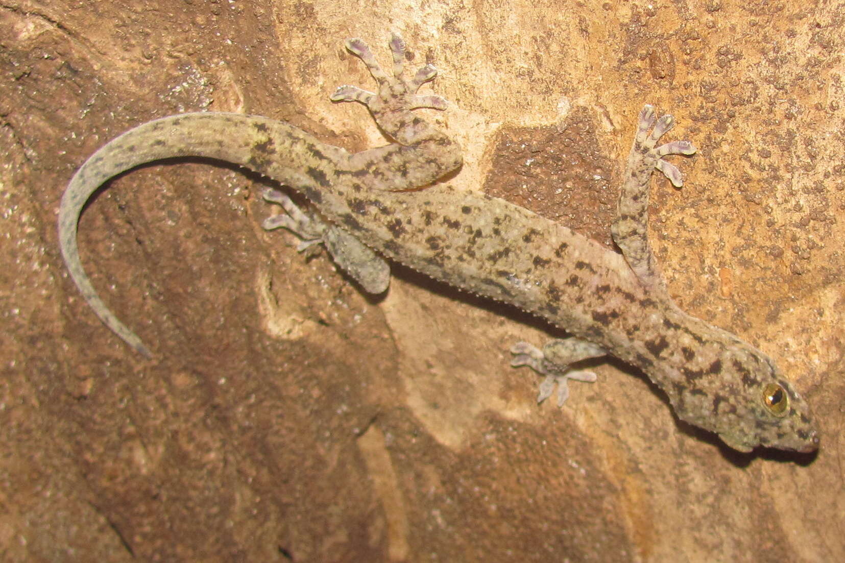 Image of Botel Gecko