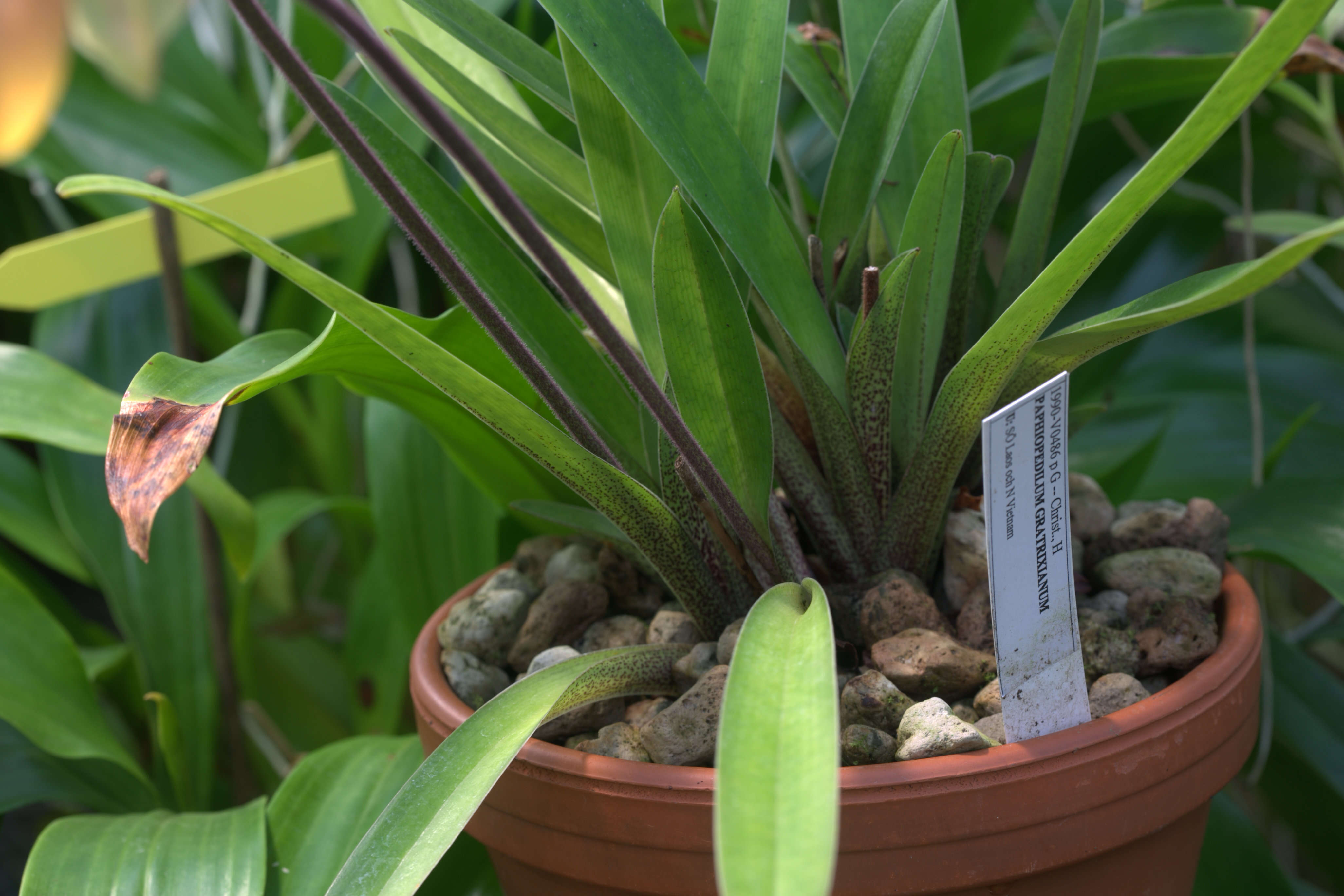 Слика од Paphiopedilum gratrixianum Rolfe