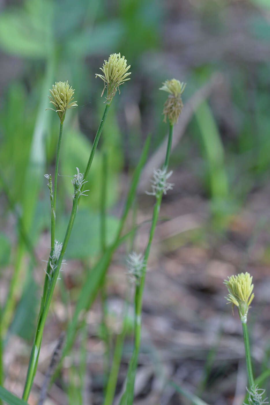 Image of Sheathed sedge