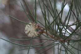 Image of Hakea drupacea (C. F. Gaertn.) Roem. & Schult.