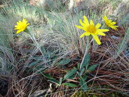 Robinsonecio gerberifolius (Sch. Bip.) T. M. Barkley & J. P. Janovec resmi