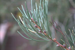 Image of Hakea drupacea (C. F. Gaertn.) Roem. & Schult.