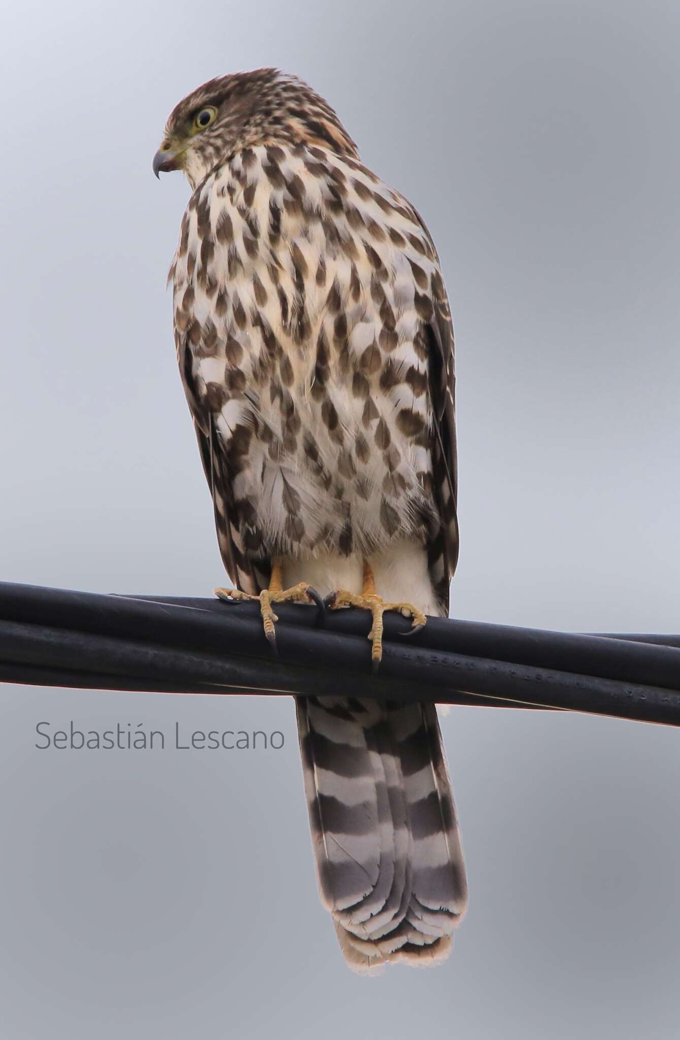 Image of Chilean Hawk