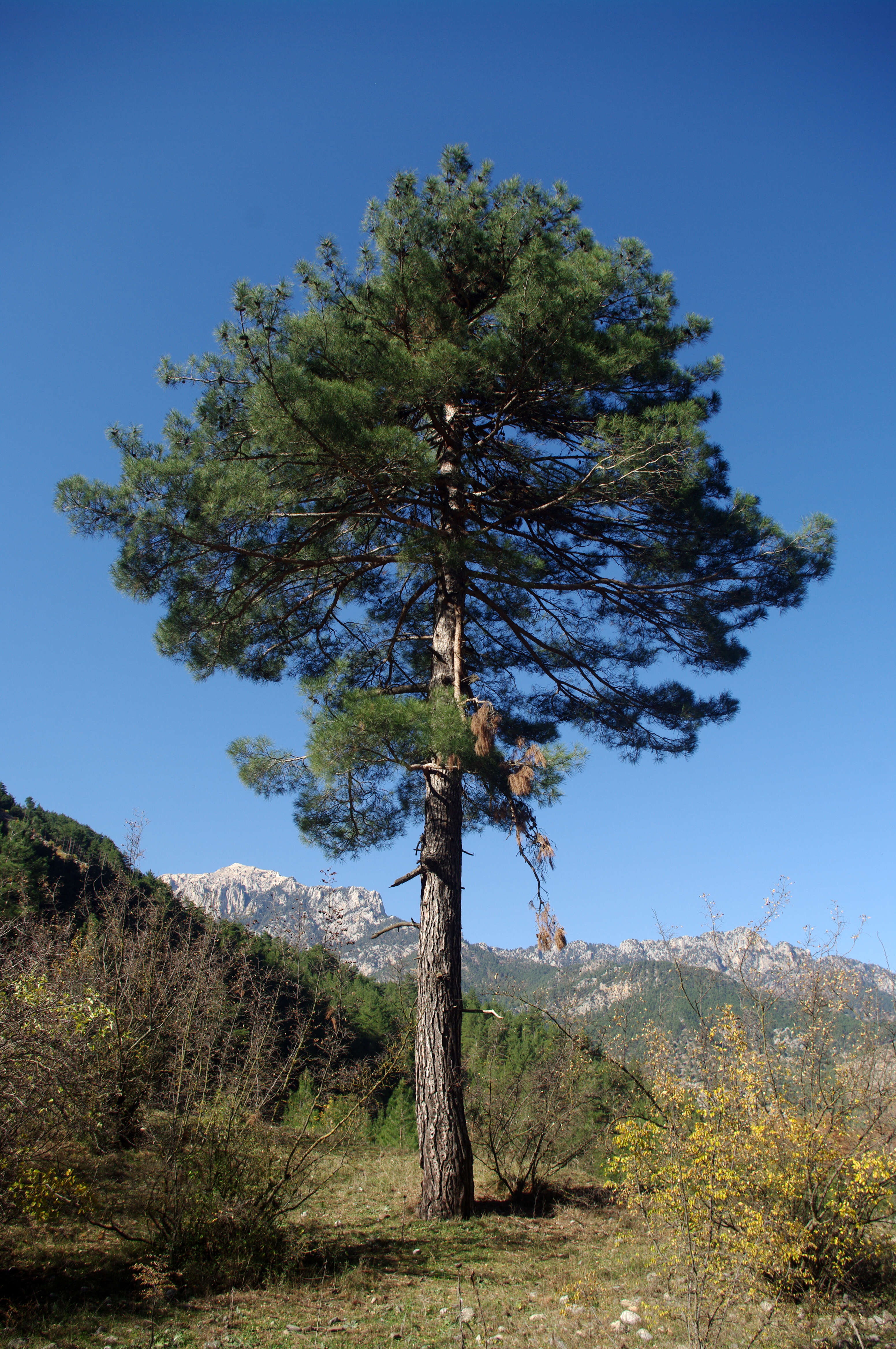 Image of Brutia Pine