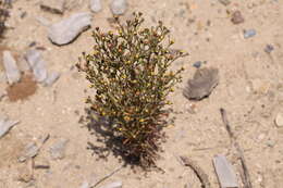 Image of amblyopappus