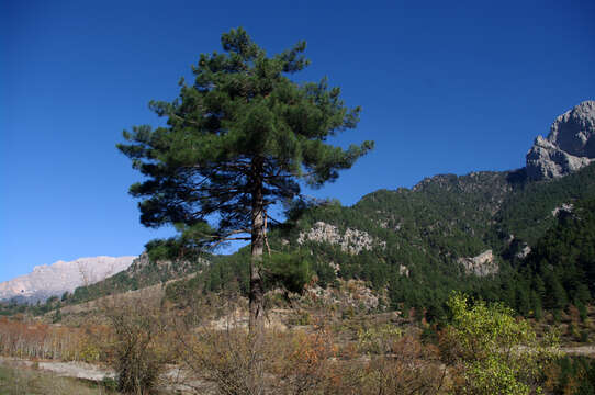 Image of Brutia Pine