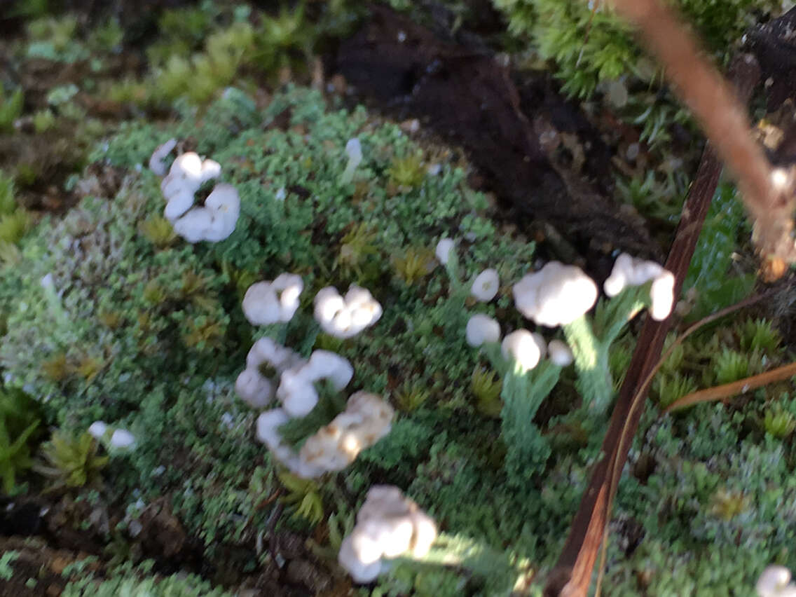 صورة Cladonia peziziformis (With.) J. R. Laundon