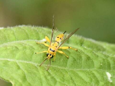 Image of Parasitoid wasp