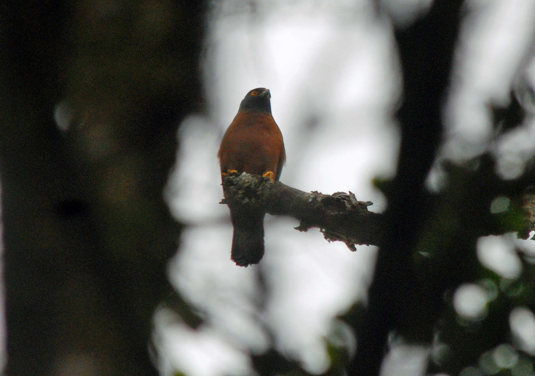 Image of Black-mantled Goshawk