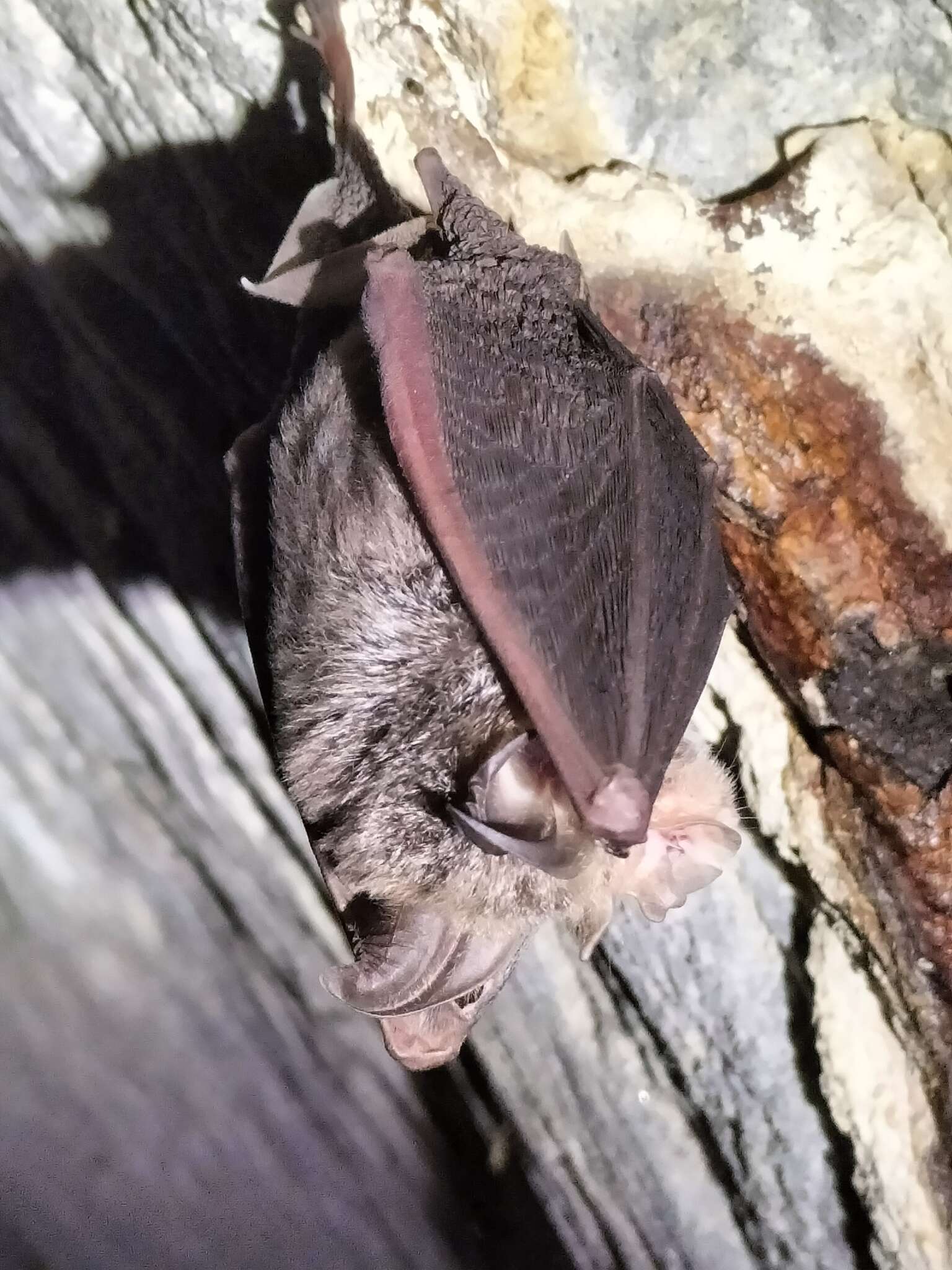 Image of Eastern Horseshoe Bat