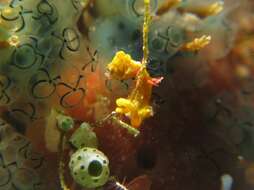 Image of Pontoh`s Pygmy Seahorse