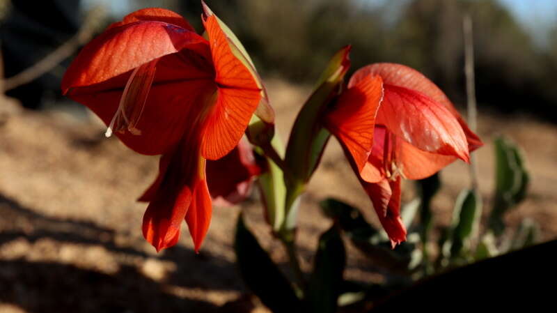 Imagem de Gladiolus equitans Thunb.