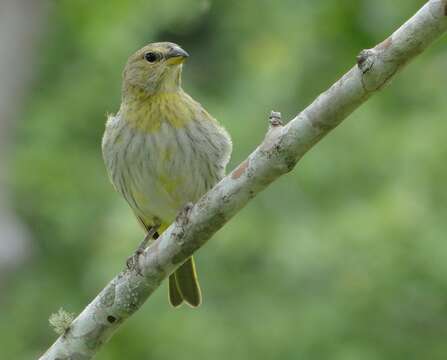 Image of Saffron Finch