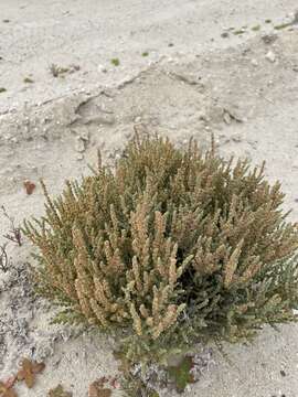 Image of Atriplex julacea S. Wats.