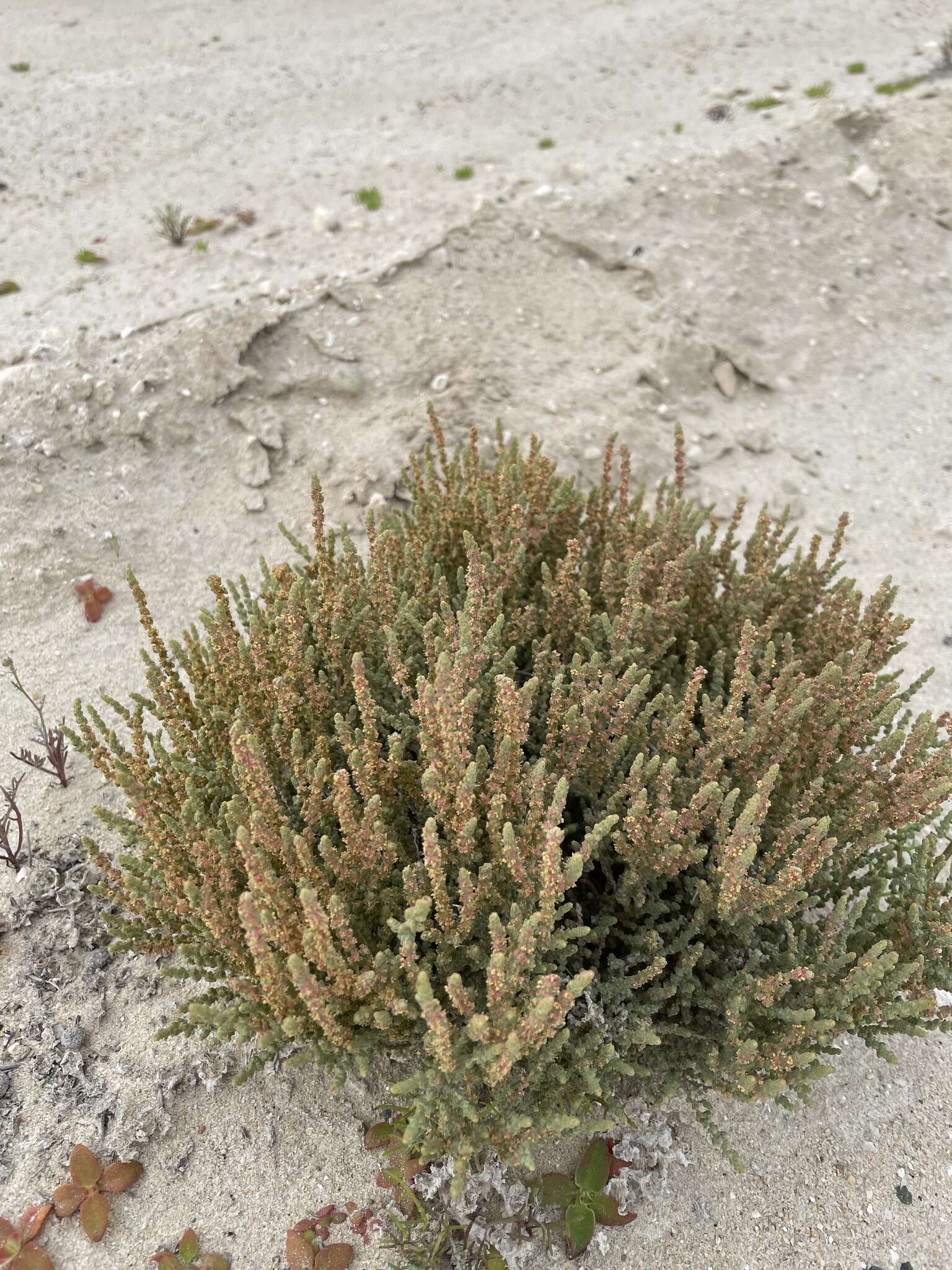 Image of Atriplex julacea S. Wats.