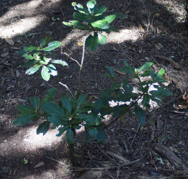 Image of Laurus novocanariensis Rivas Mart., Lousã, Fern. Prieto, E. Días, J. C. Costa & C. Aguiar