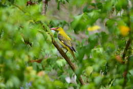 Image of Indian Golden Oriole