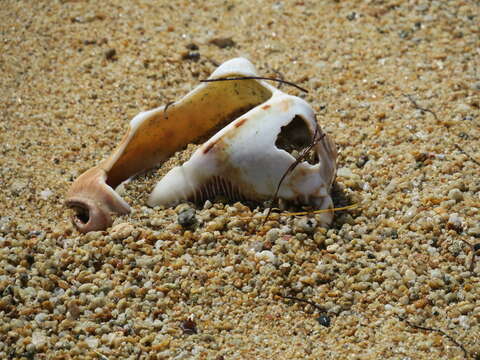 Image of Caribbean helmet