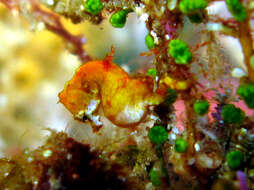 Image of Pontoh`s Pygmy Seahorse