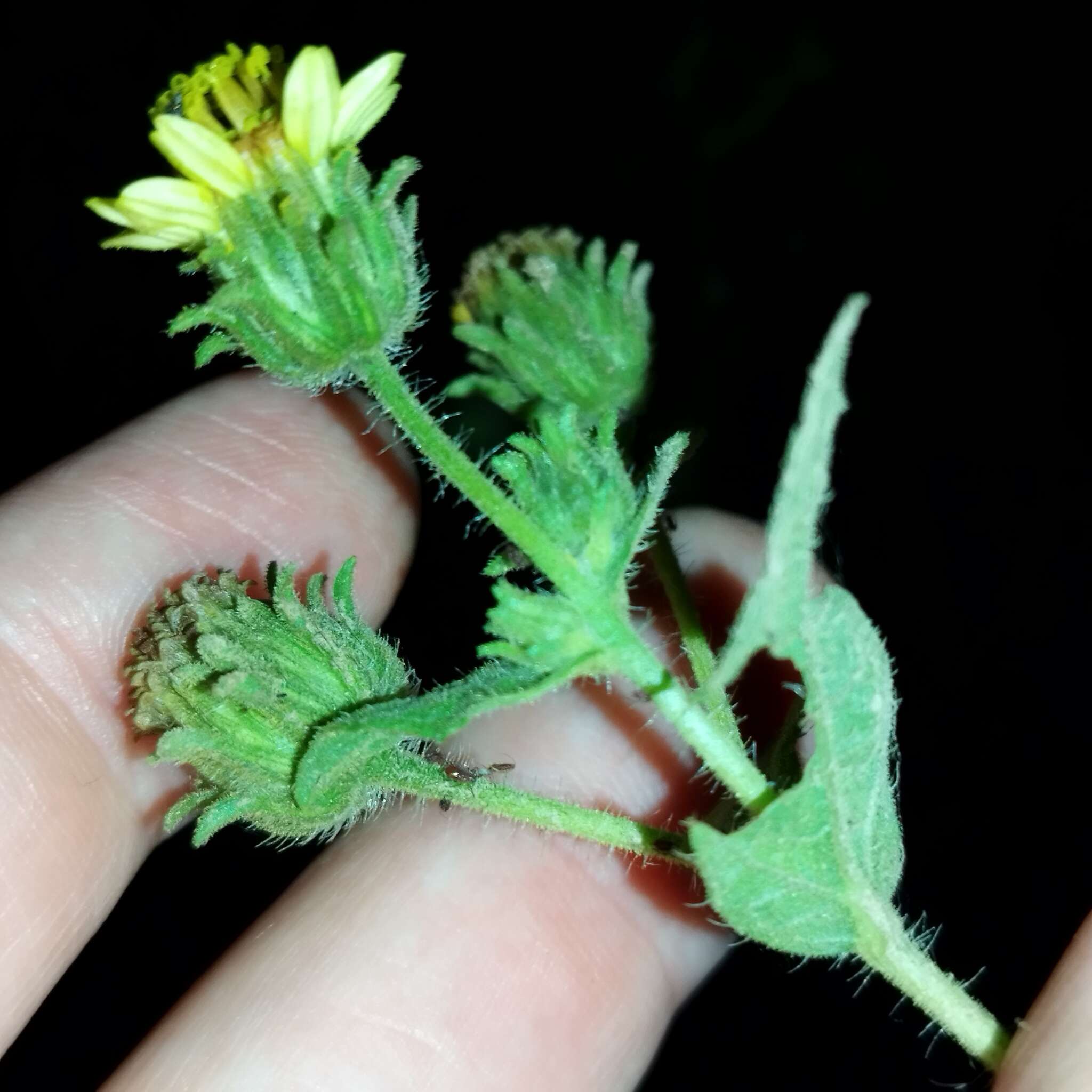 Image of Simsia foetida (Cav.) Blake