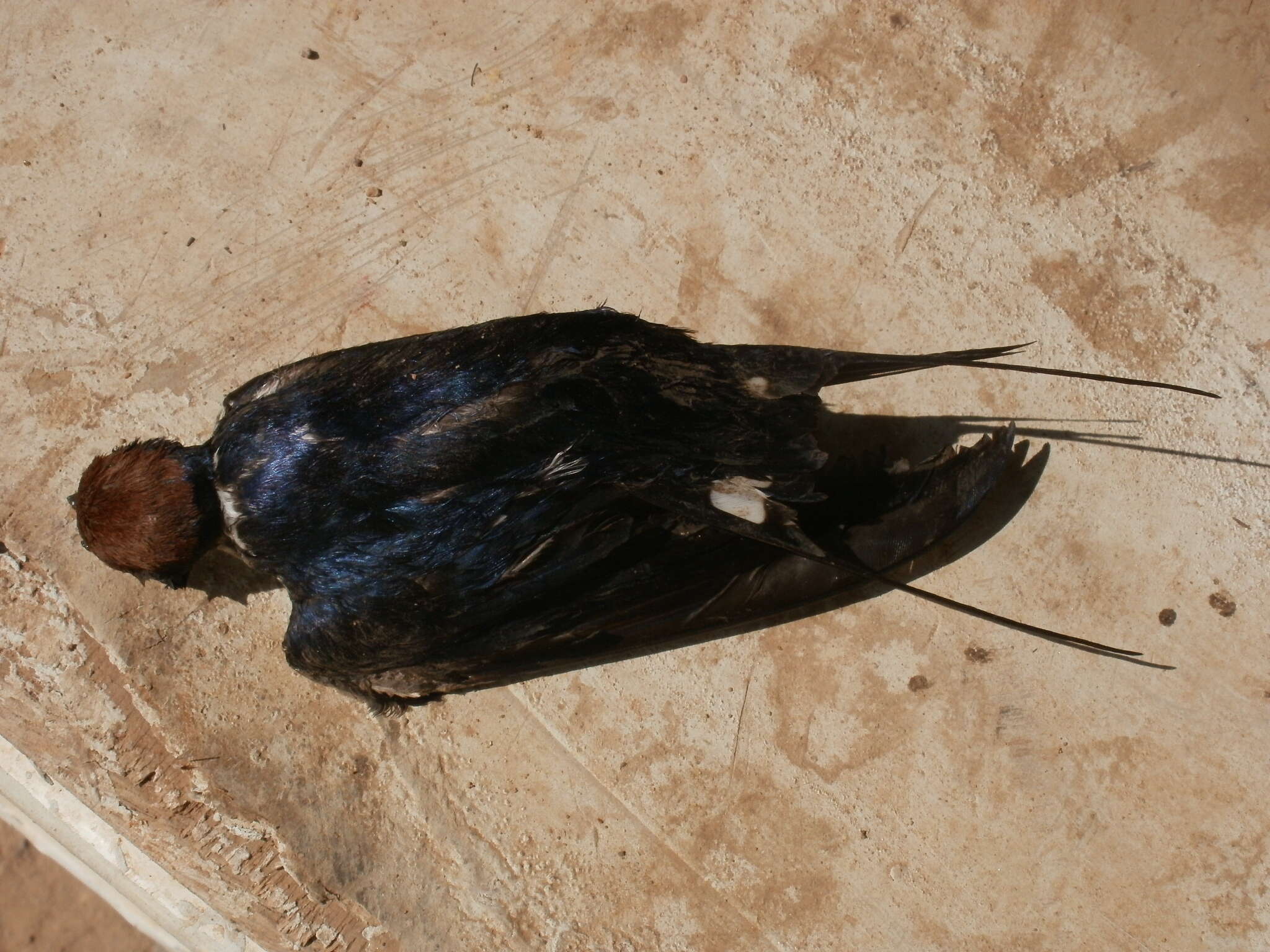 Image of Wire-tailed Swallow