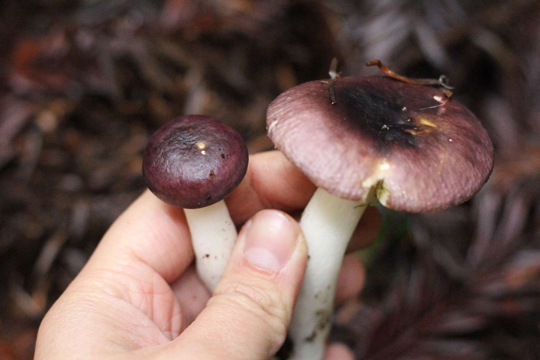 صورة Russula murrillii Burl. 1913