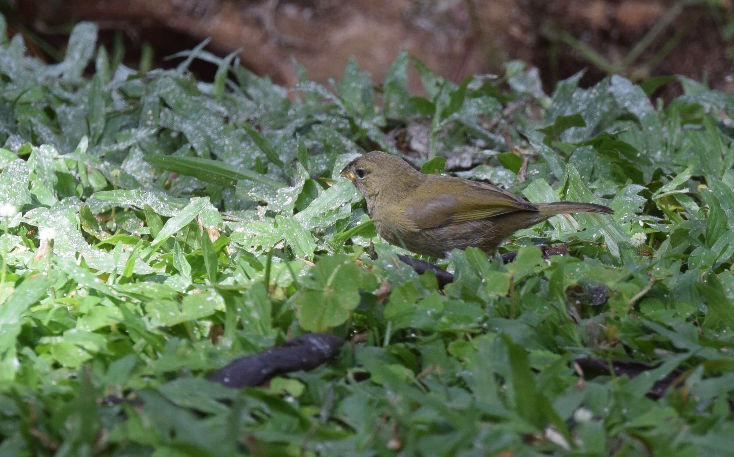 Image of Tiaris Swainson 1827