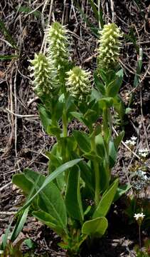 Image of Veronica plantaginea E. James