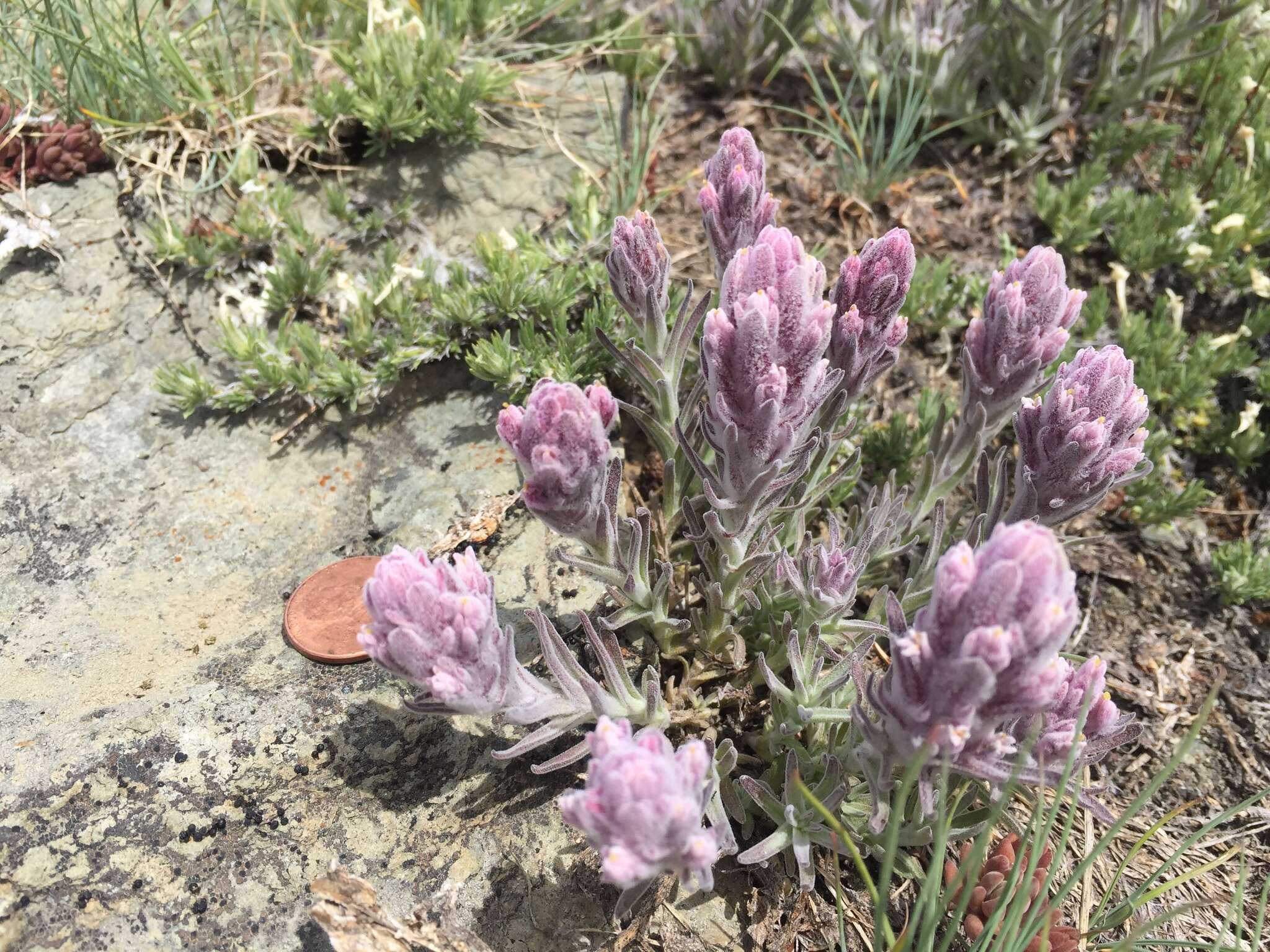 Image of splithair Indian paintbrush