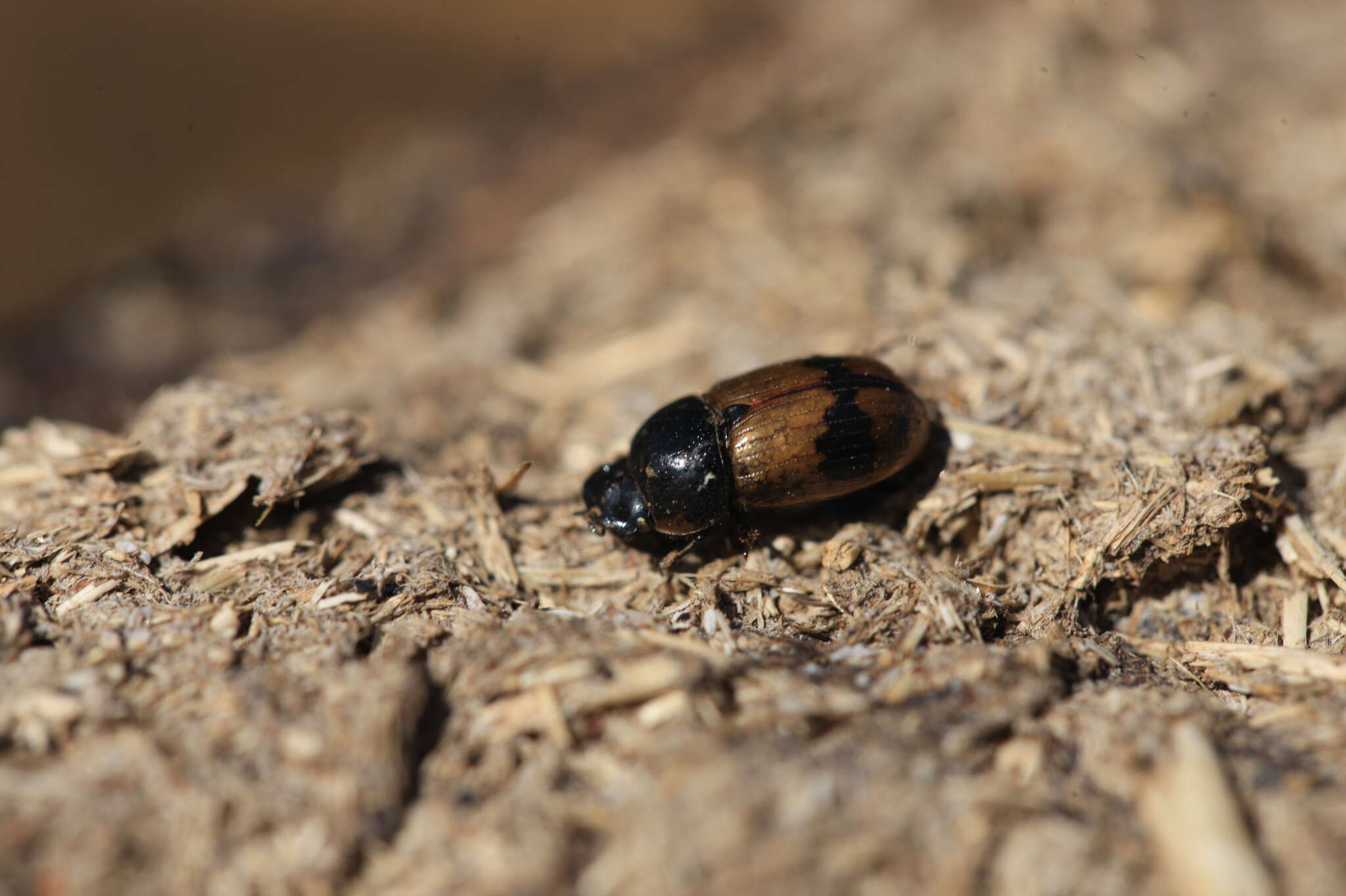 صورة Aphodius coniugatus (Panzer 1795)