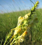 Image de Linaria biebersteinii Besser