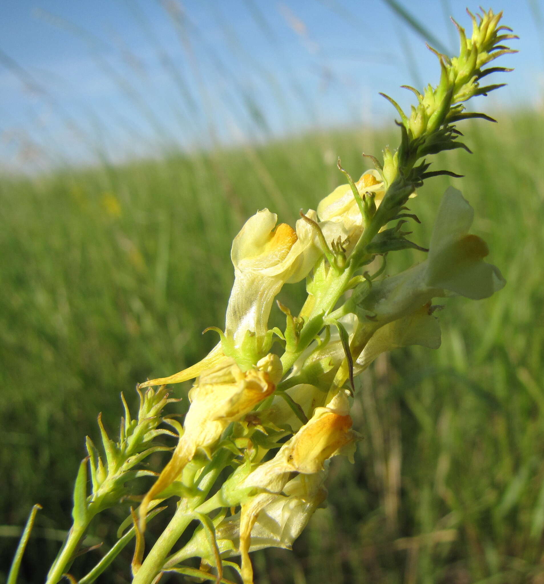 Plancia ëd Linaria biebersteinii Besser