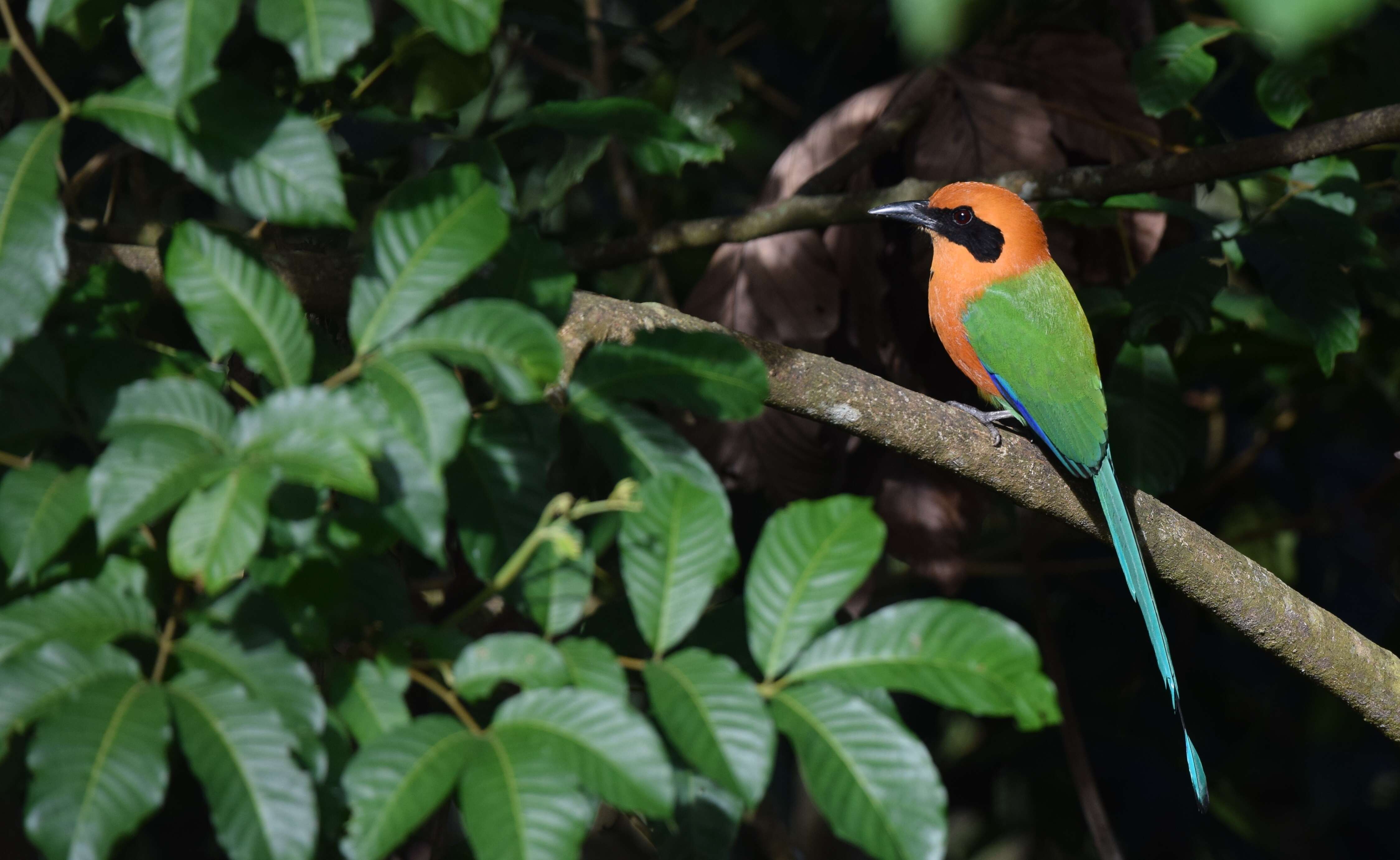 Image of Rufous Motmot