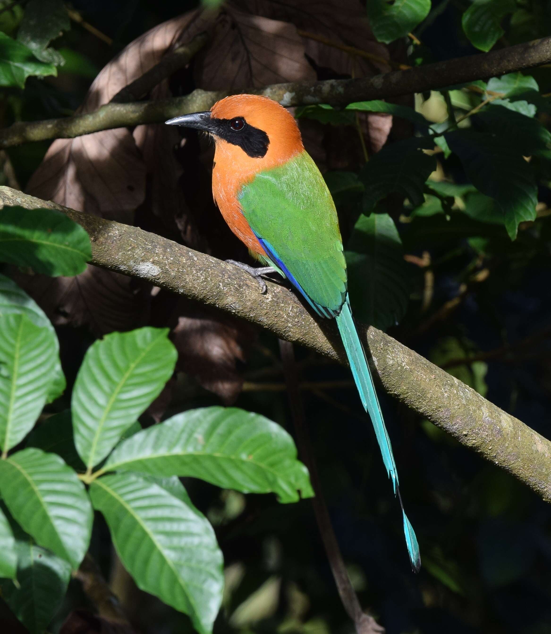 Image of Rufous Motmot