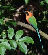 Image of Rufous Motmot