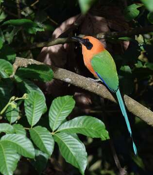 Image of Rufous Motmot