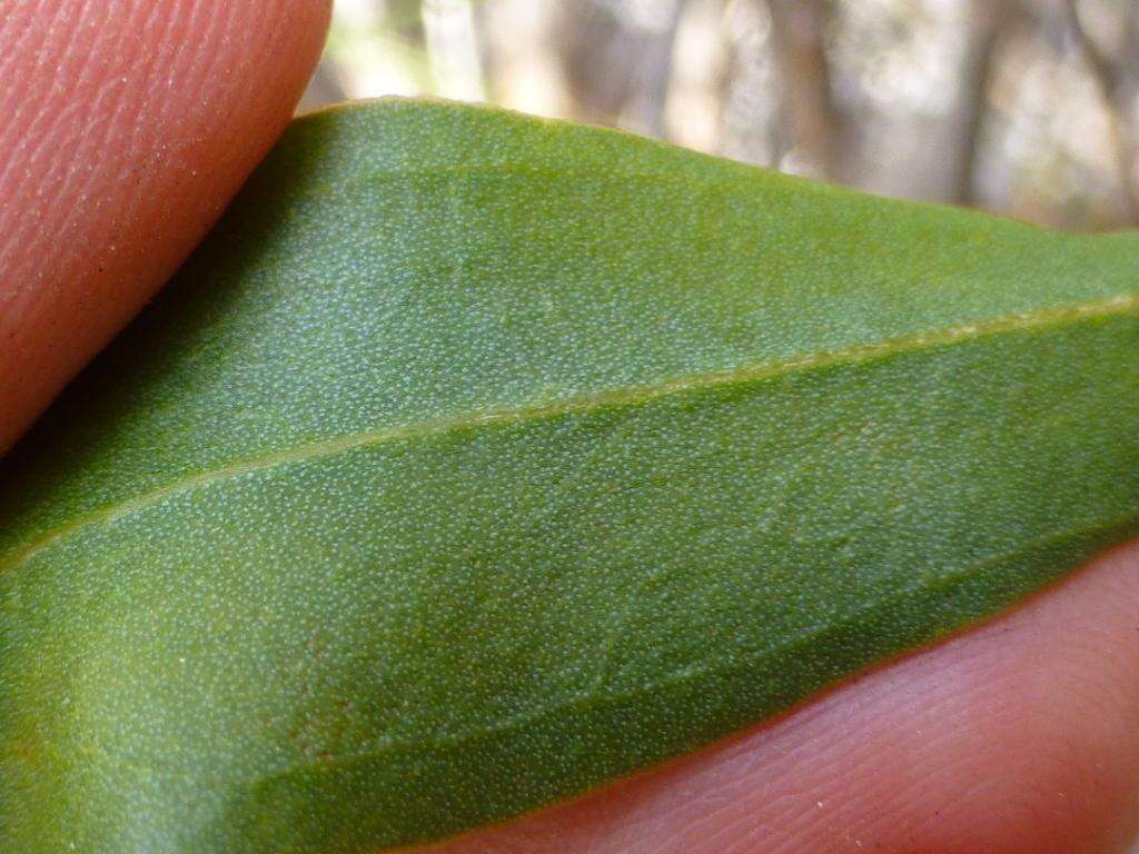 Afrolimon purpuratum (L.) I. A. Lincz. resmi