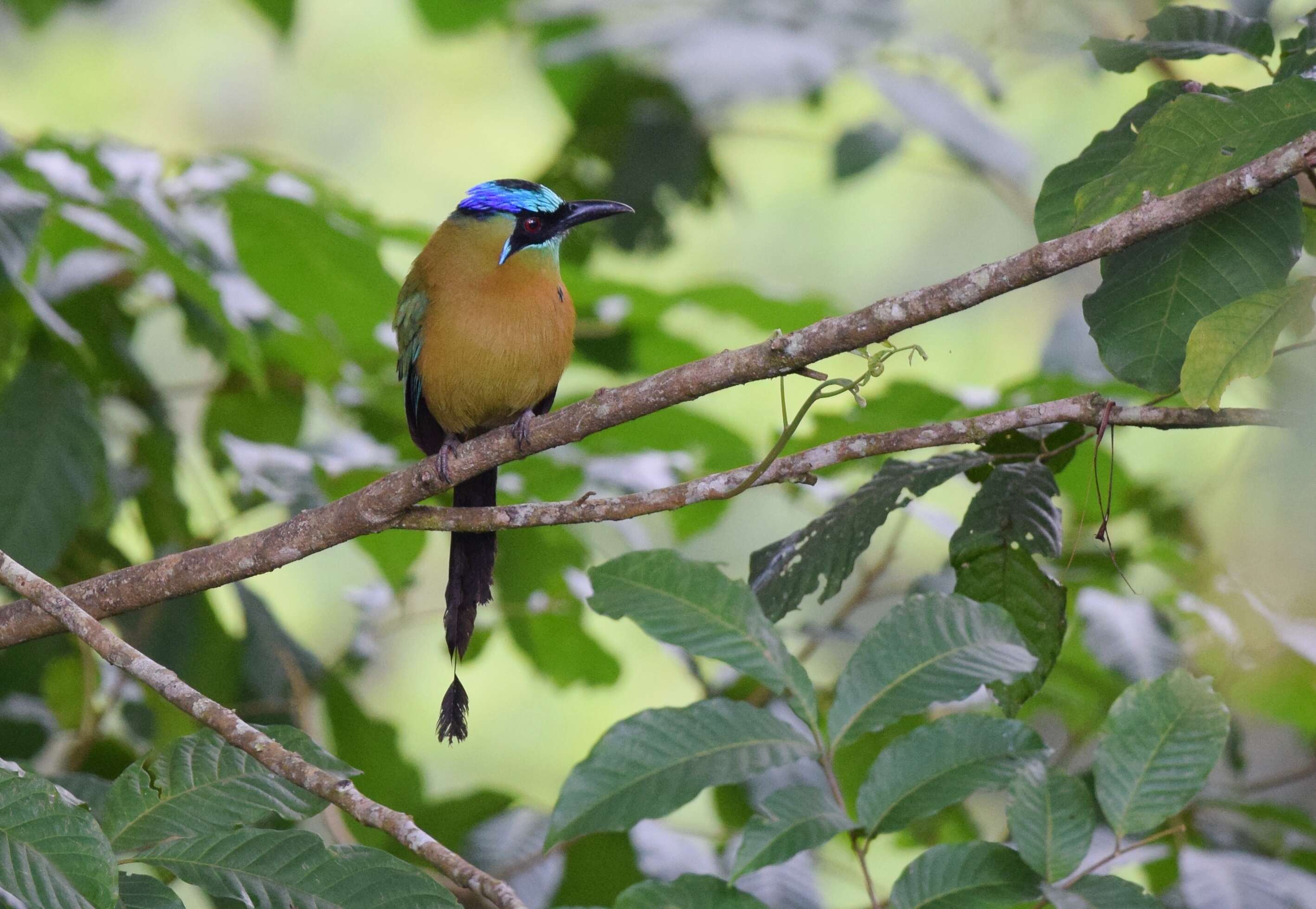 Image de Motmot de Lesson