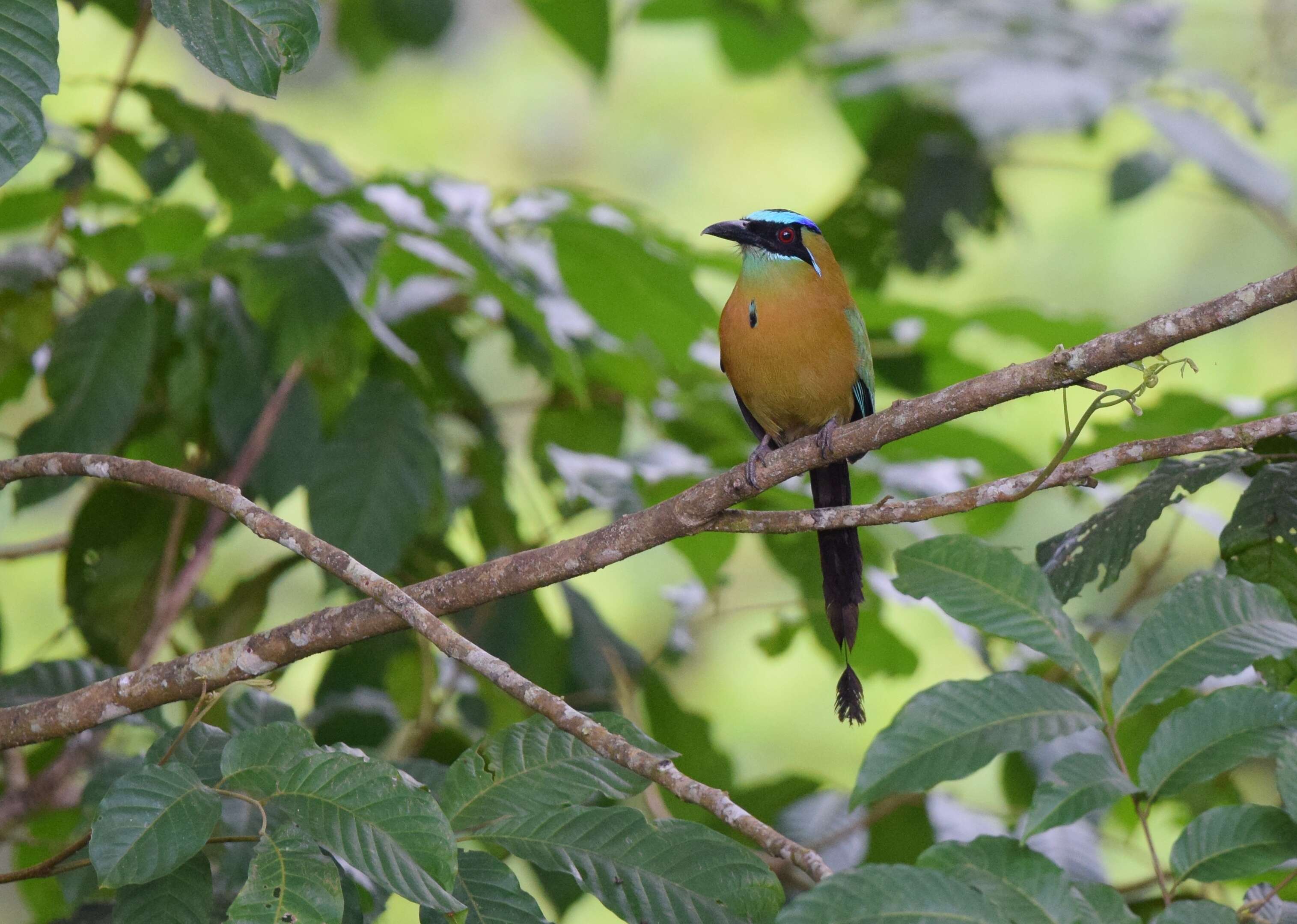 Image de Motmot de Lesson