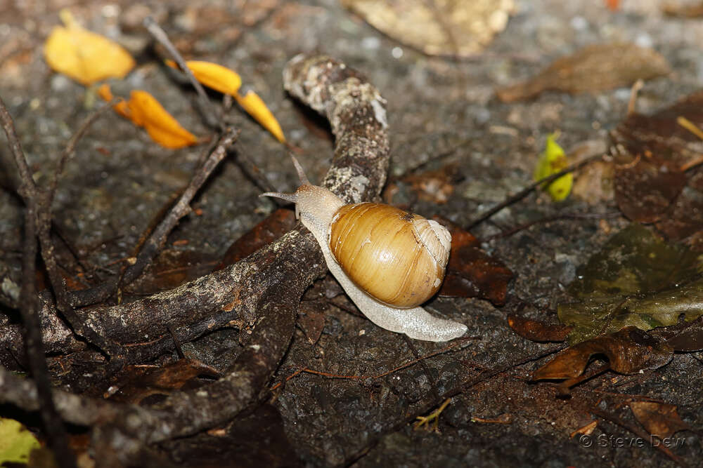 Image of Xanthomelon magnidicum (Iredale 1938)