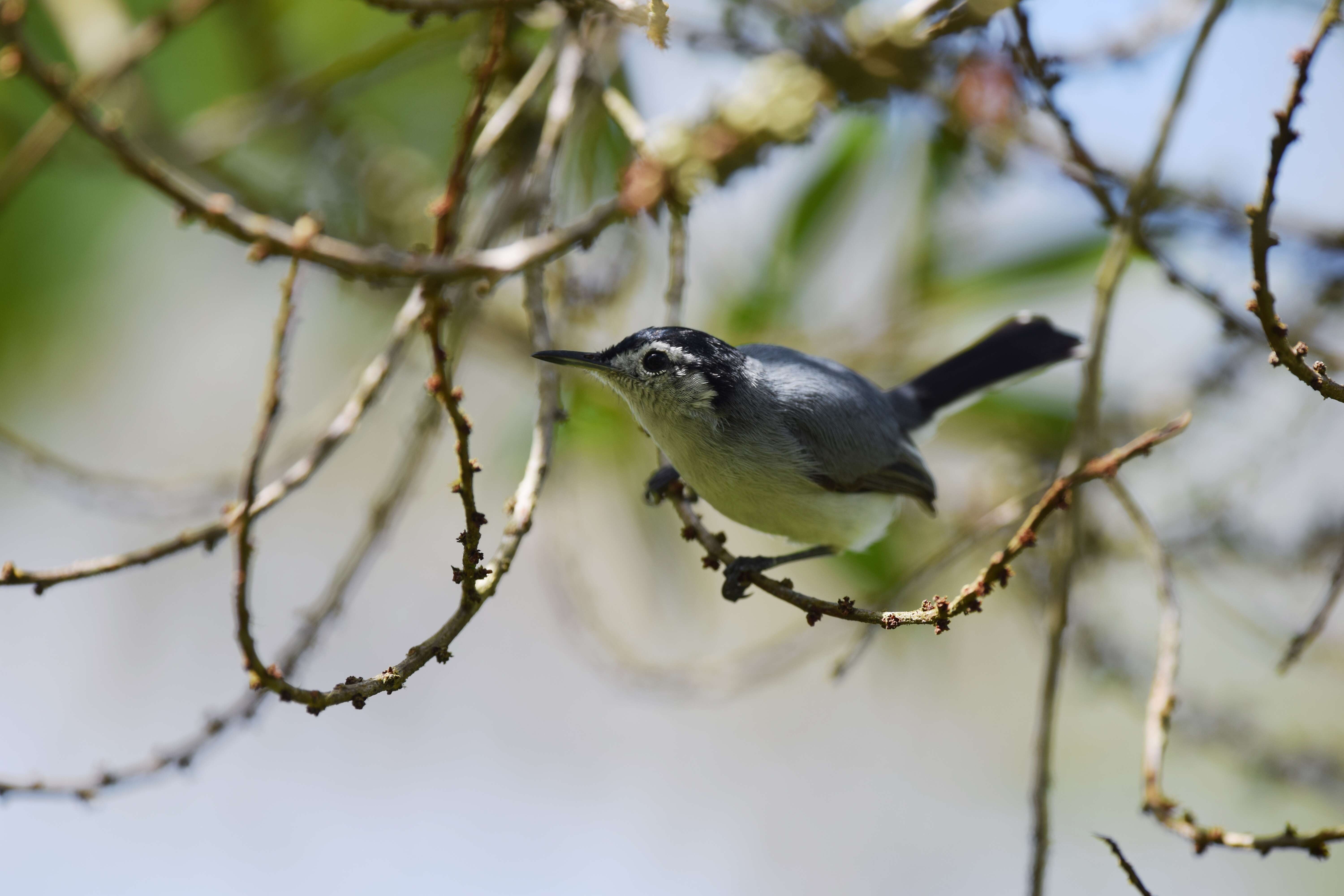 Image of Polioptila bilineata