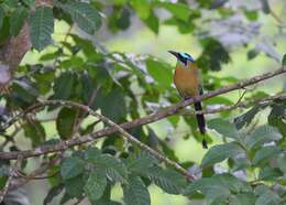 Image de Motmot de Lesson