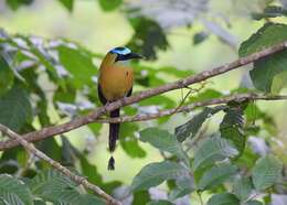 Image de Motmot de Lesson