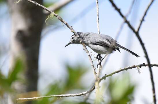 Image of Polioptila bilineata