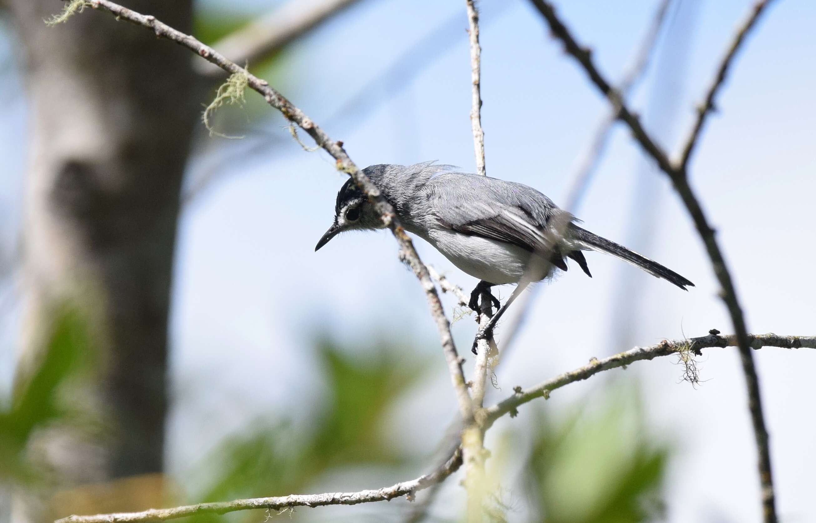 Image of Polioptila bilineata