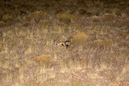 Image of Black-footed Ferret