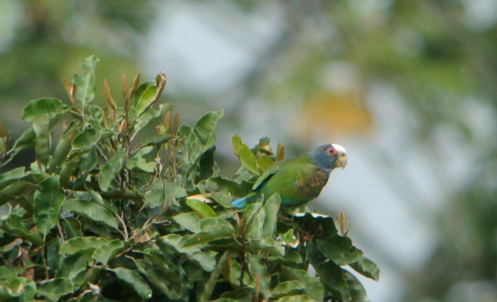 Image of White-crowned Parrot