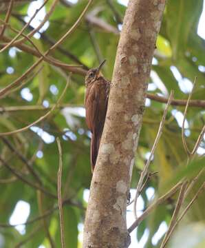 Image of Cocoa Woodcreeper