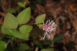 Image of Pertya scandens (Thunb.) Sch. Bip.