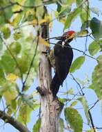 Image of Lineated Woodpecker